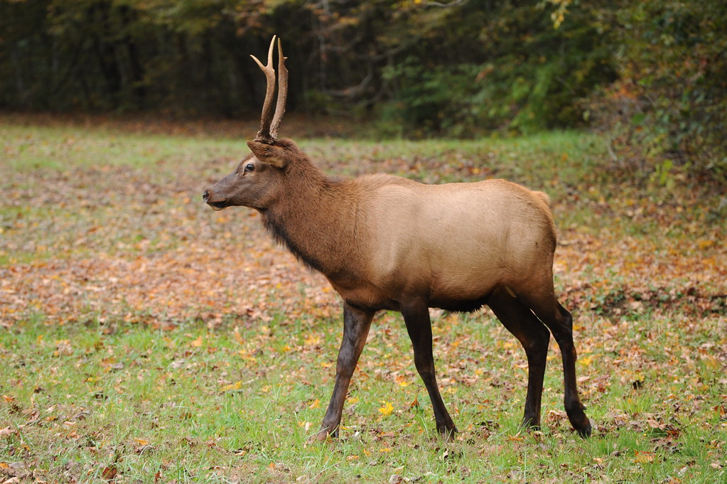 Newfound Gap Road: Elk Spotting in the Smokies (image credits: flickr)