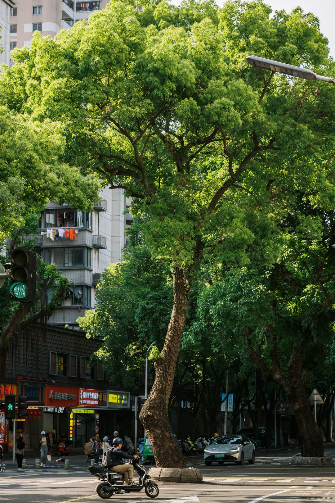 Trees: The Ultimate Urban Air Conditioner (image credits: unsplash)