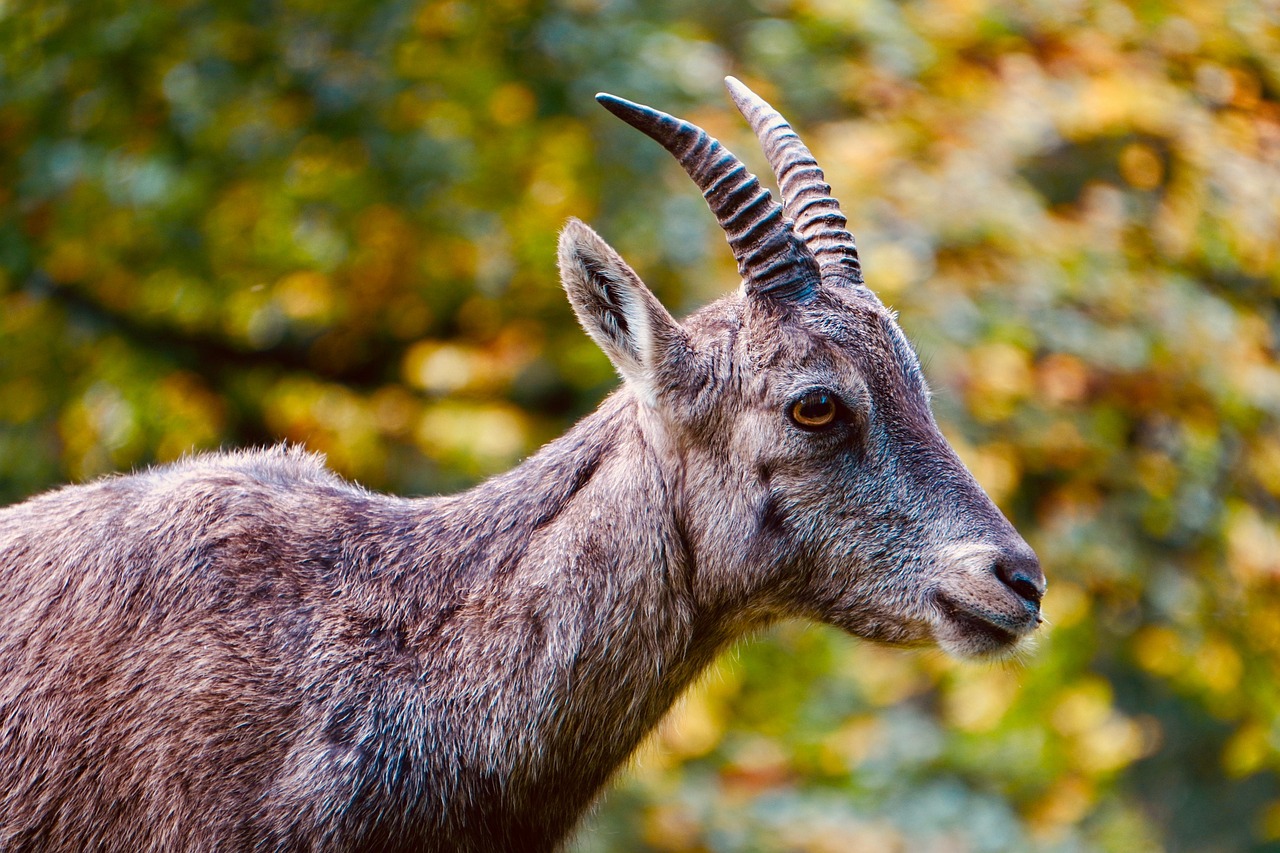 Capricorn's Professional and Personal Renaissance (Image Credits: Pixabay)