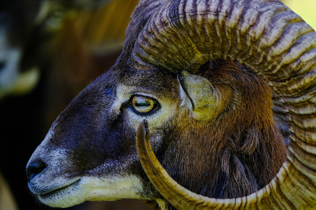 Aries Battles Through to Victory (image credits: pixabay)