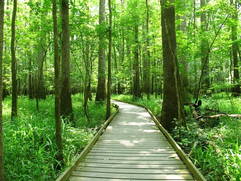4. Congaree National Park, South Carolina (Ken Lund, Flickr, CC BY-SA 2.0)