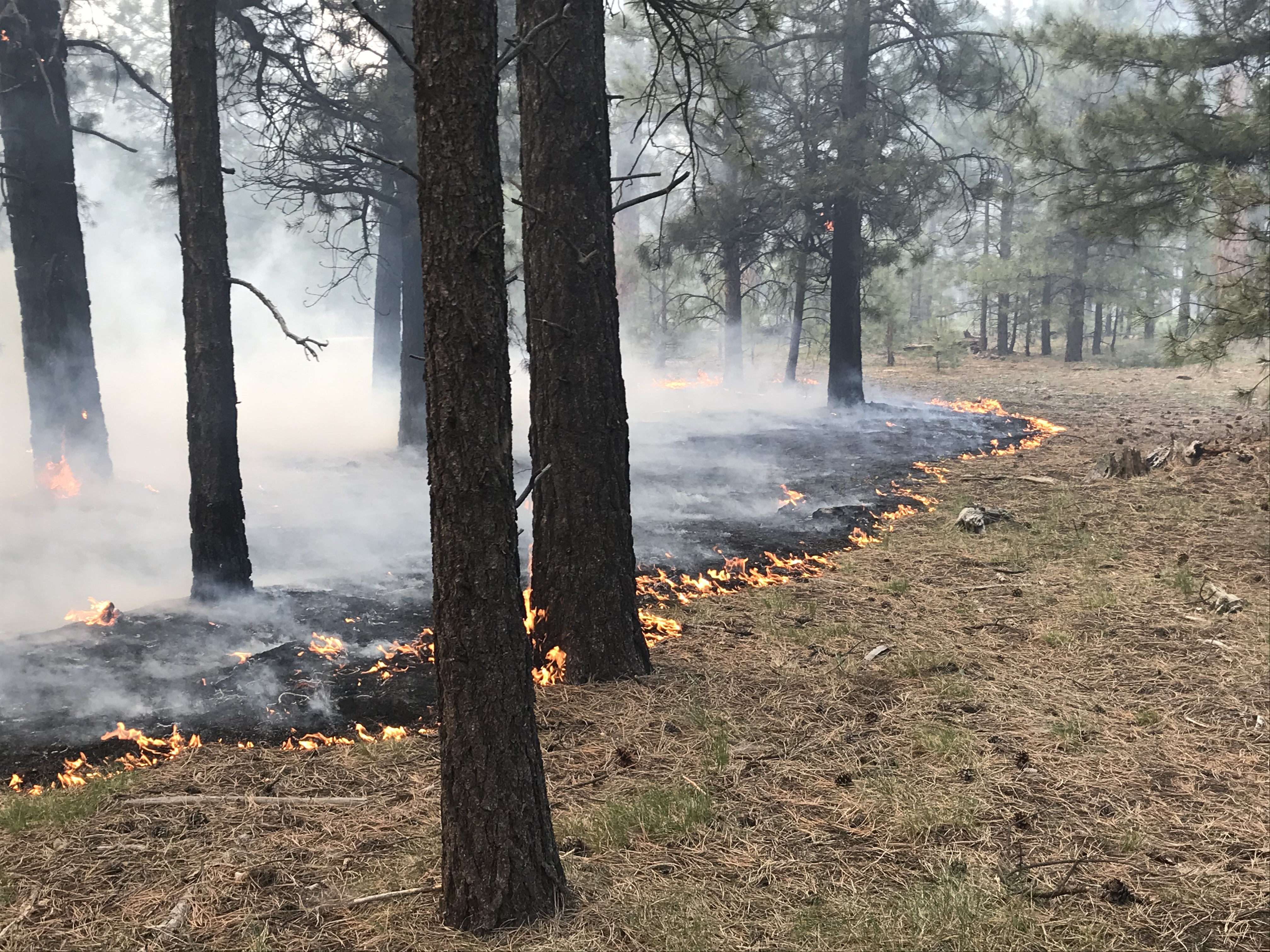 Arizona: Desert State's Surprising Fire Surge (image credits: wikimedia)