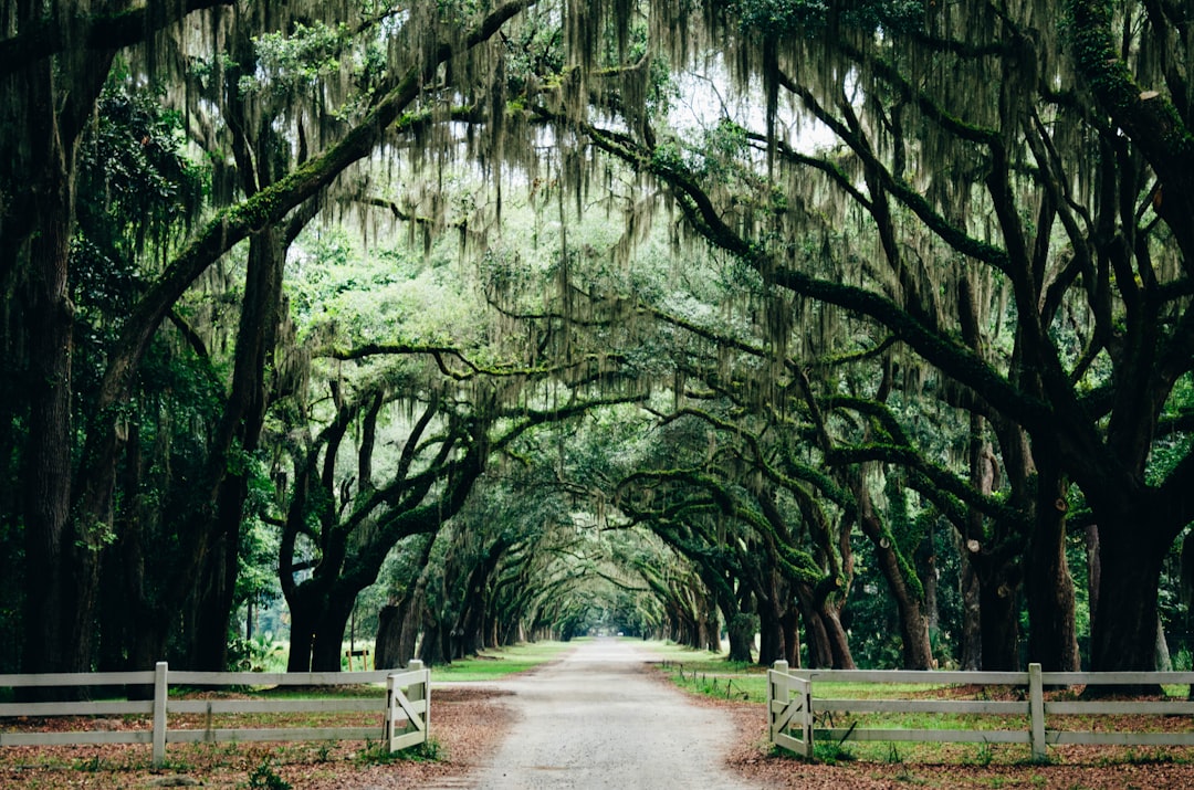 Youngsville: The Unlikely Spiritual Haven (image credits: unsplash)