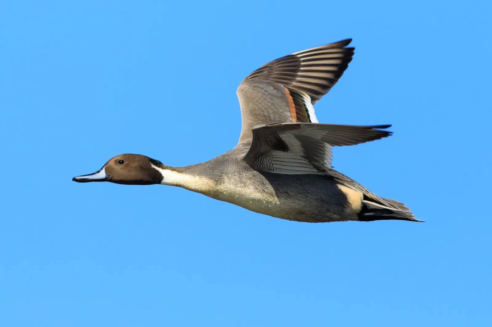 Birds in Flight at National Wildlife Refuges (Image Credits: Wikimedia)