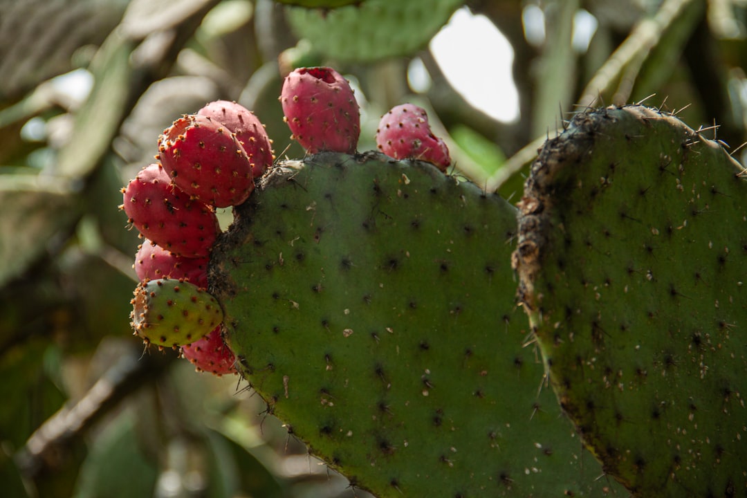 The Southwest's Prickly Pear Revolution (image credits: unsplash)