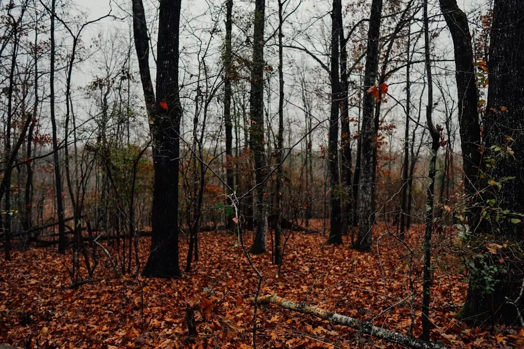 A Unique Man-Made Origin Story (Image Credits: Unsplash)