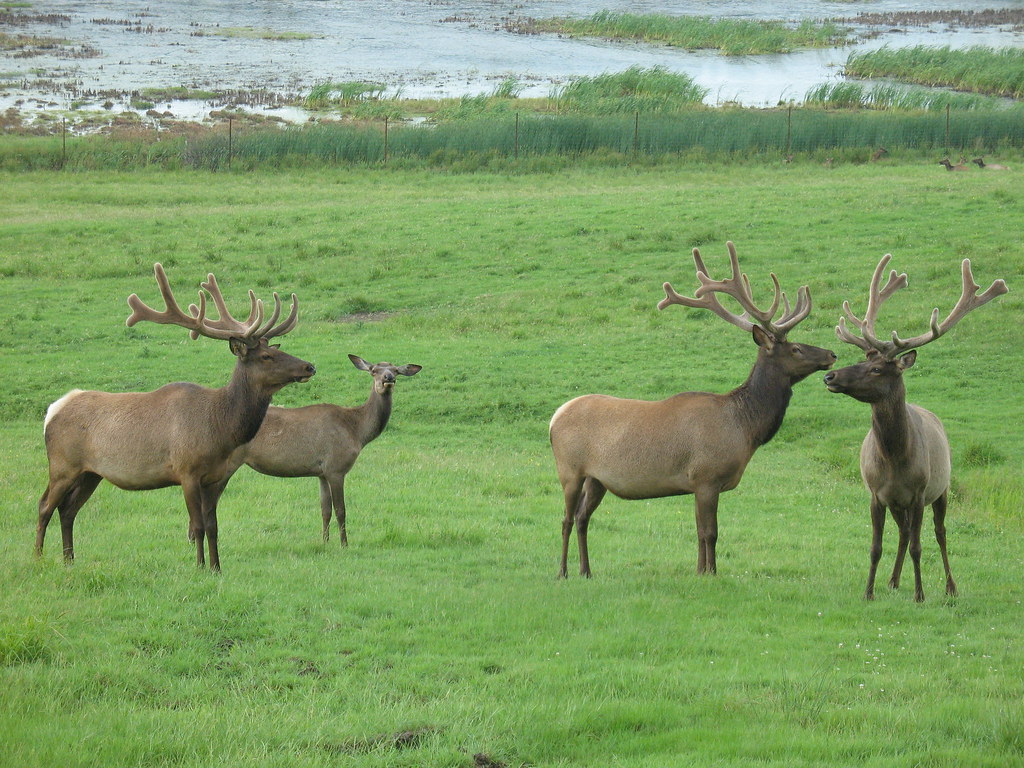 Elk Herds Thriving in Restored Habitats (image credits: flickr)