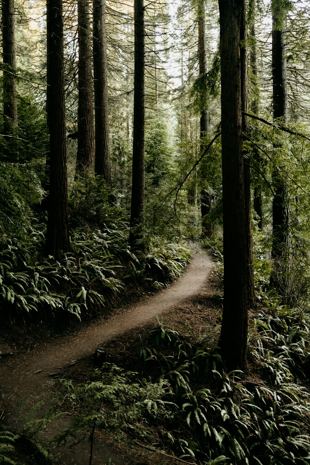 The Giants That Built an Empire (image credits: unsplash)