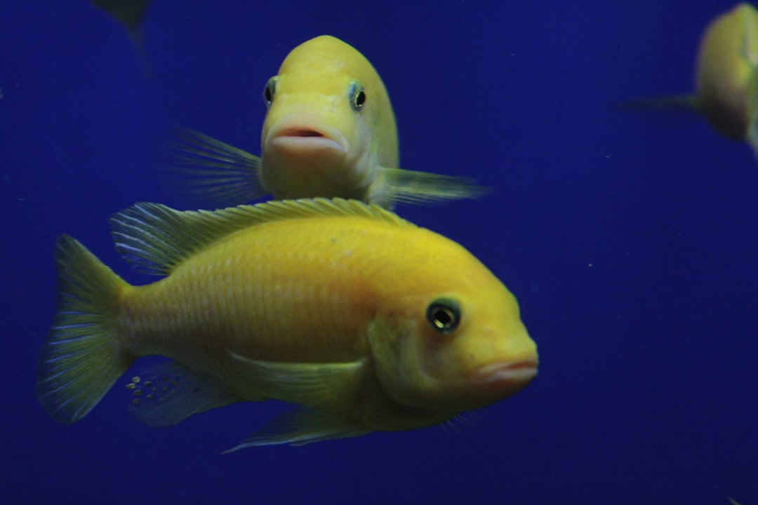 The Fish's Intuitive Navigation Through Choppy Waters (image credits: unsplash)