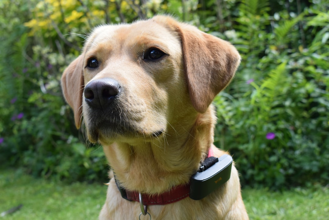 Smart Collars and GPS Tracking Technology (image credits: unsplash)