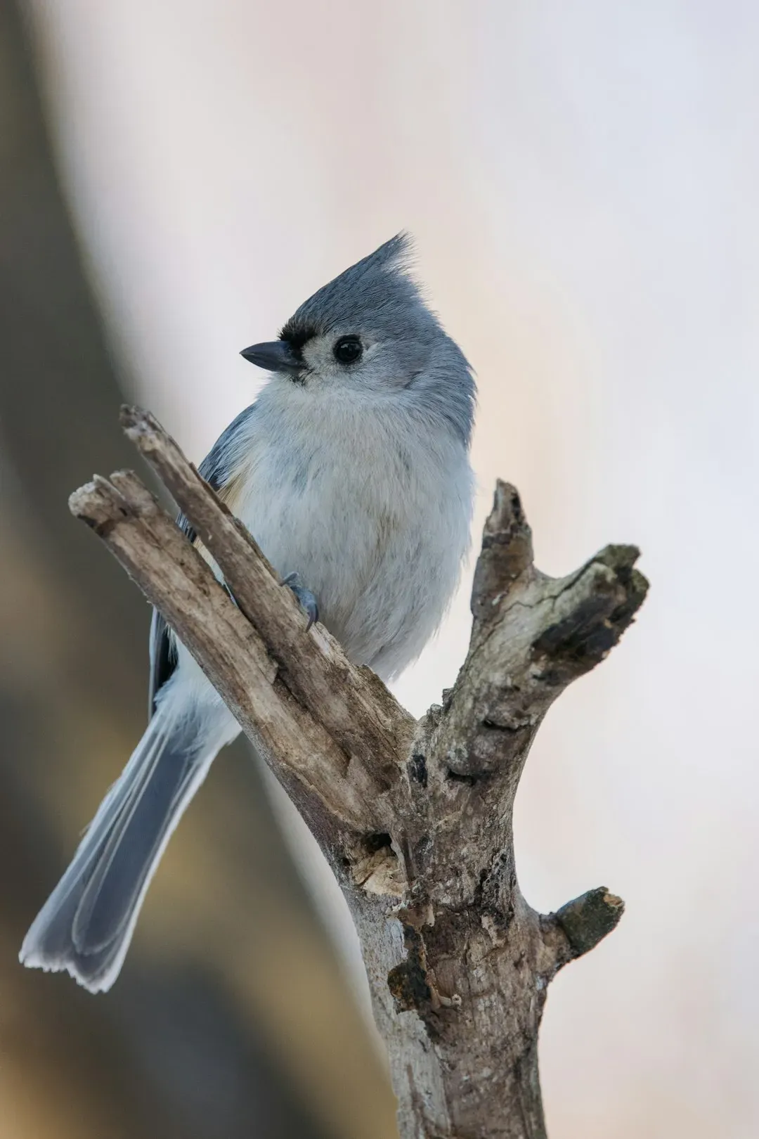 Tufted Titmouse (Image Credits: Unsplash)