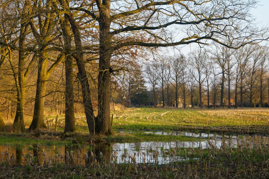 The Legend of the Manchac Swamp