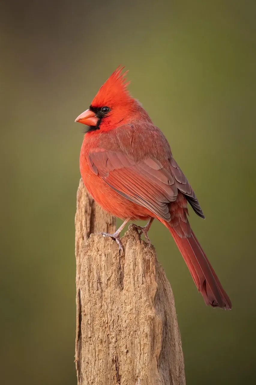 Northern Cardinal (Image Credits: Pixabay)