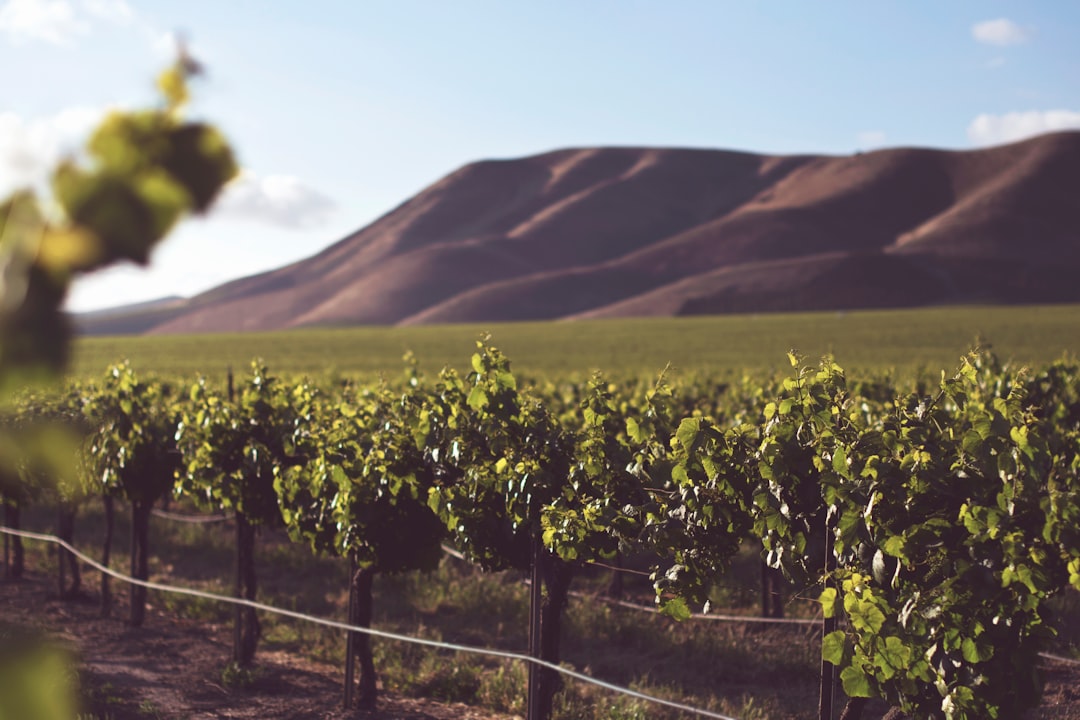California: The Golden State's Golden Dilemma (image credits: unsplash)