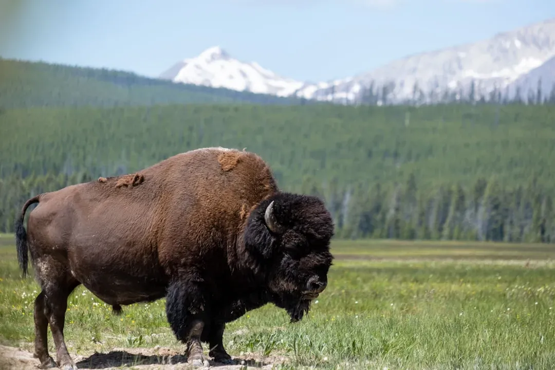Majestic Bison Herds in Yellowstone National Park (Image Credits: Unsplash)