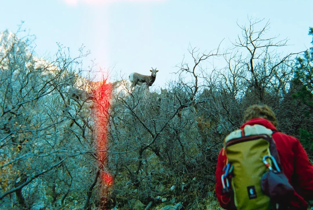 Advanced Backcountry Adventures (Image Credits: Unsplash)