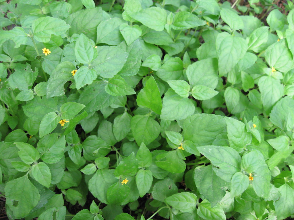 Mediterranean Herbs That Thrive on Neglect (image credits: flickr)