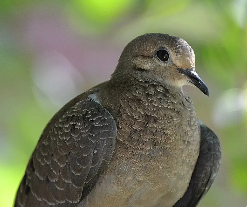 Mourning Dove (DaPuglet, Flickr, CC BY-SA 2.0)