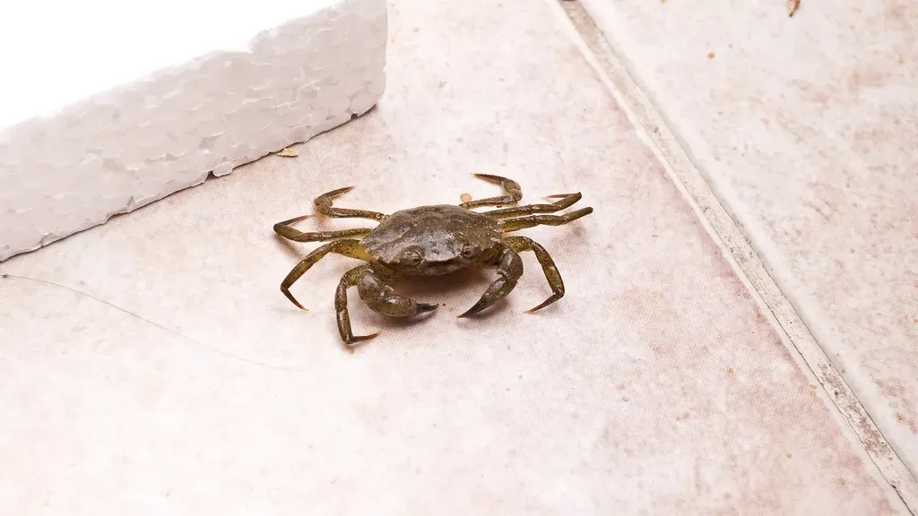 Cancer: Nurturing Power That Creates Safe Spaces (Image Credits: Flickr)