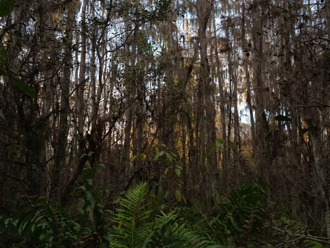 5. Everglades' Unmapped Lost City Ruins (Image Credits: Unsplash)