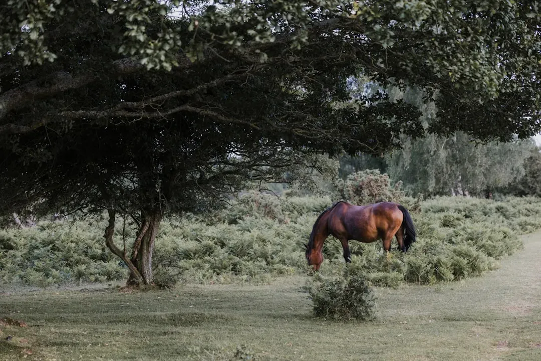 Federal Roundups Continue Shaping Herds Across the West (Image Credits: Unsplash)