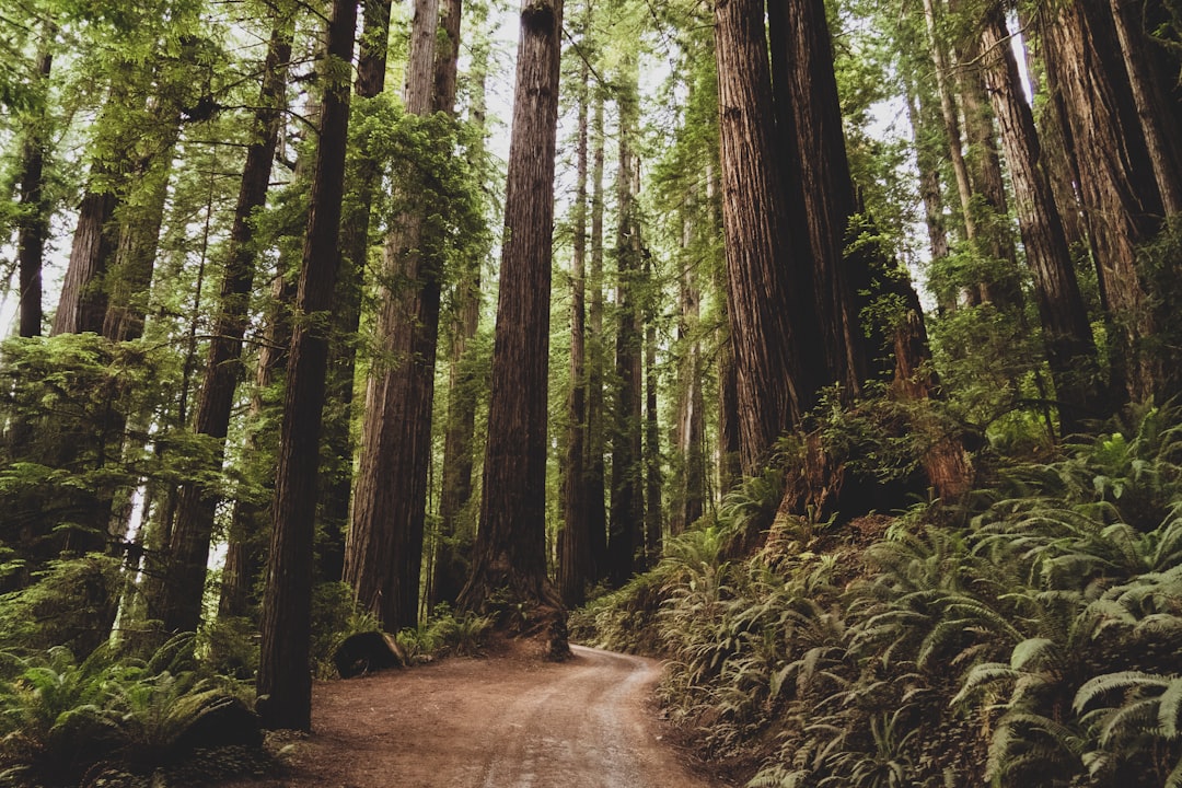 When the Chainsaws Went Silent (image credits: unsplash)
