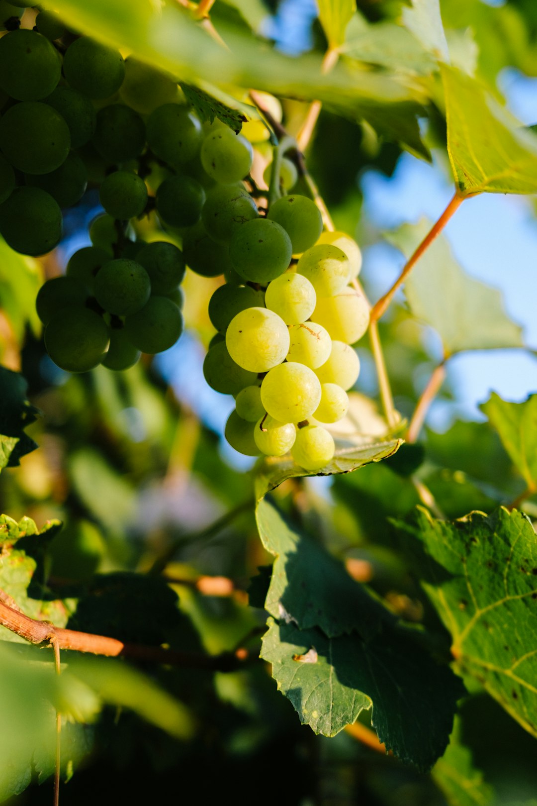 Illinois: Agricultural and Industrial Challenges (image credits: unsplash)