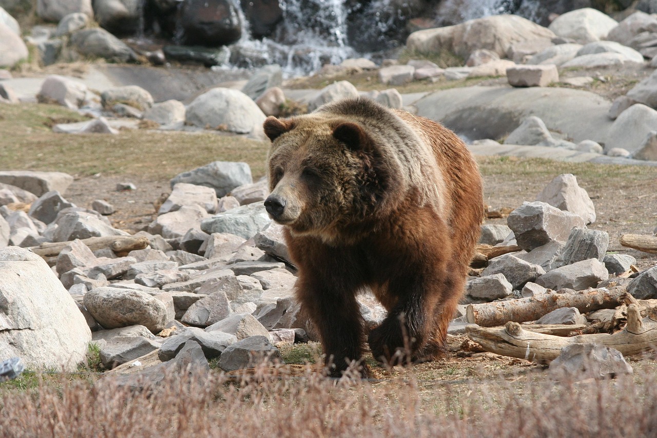 Grizzly Bear Recovery in Greater Yellowstone Ecosystem (image credits: pixabay)