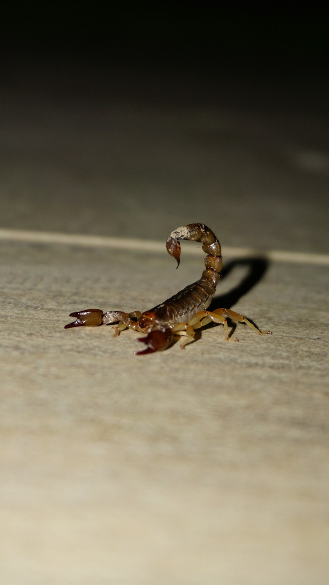 Scorpio: The Silent Powerhouse Finally Emerging (Image Credits: Unsplash)