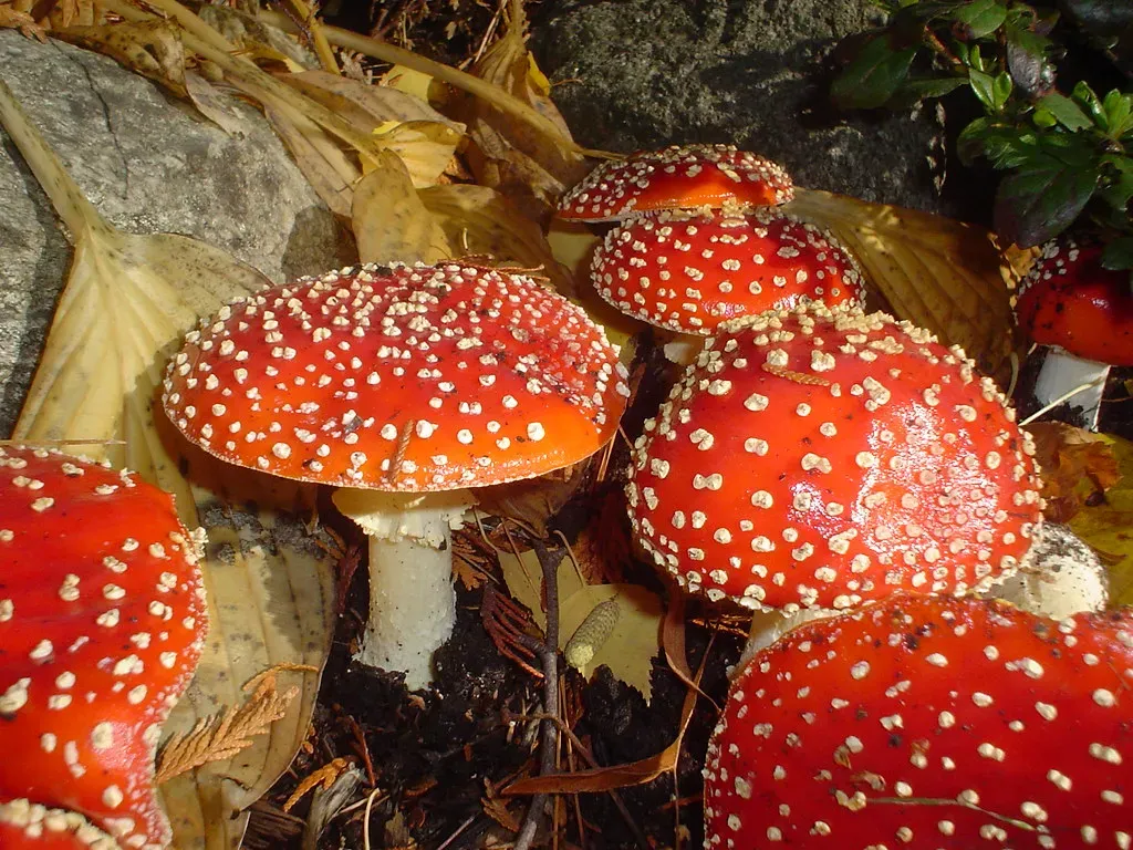 Scorpio: Mushroom Varieties and Dark Berries (Image Credits: Flickr)