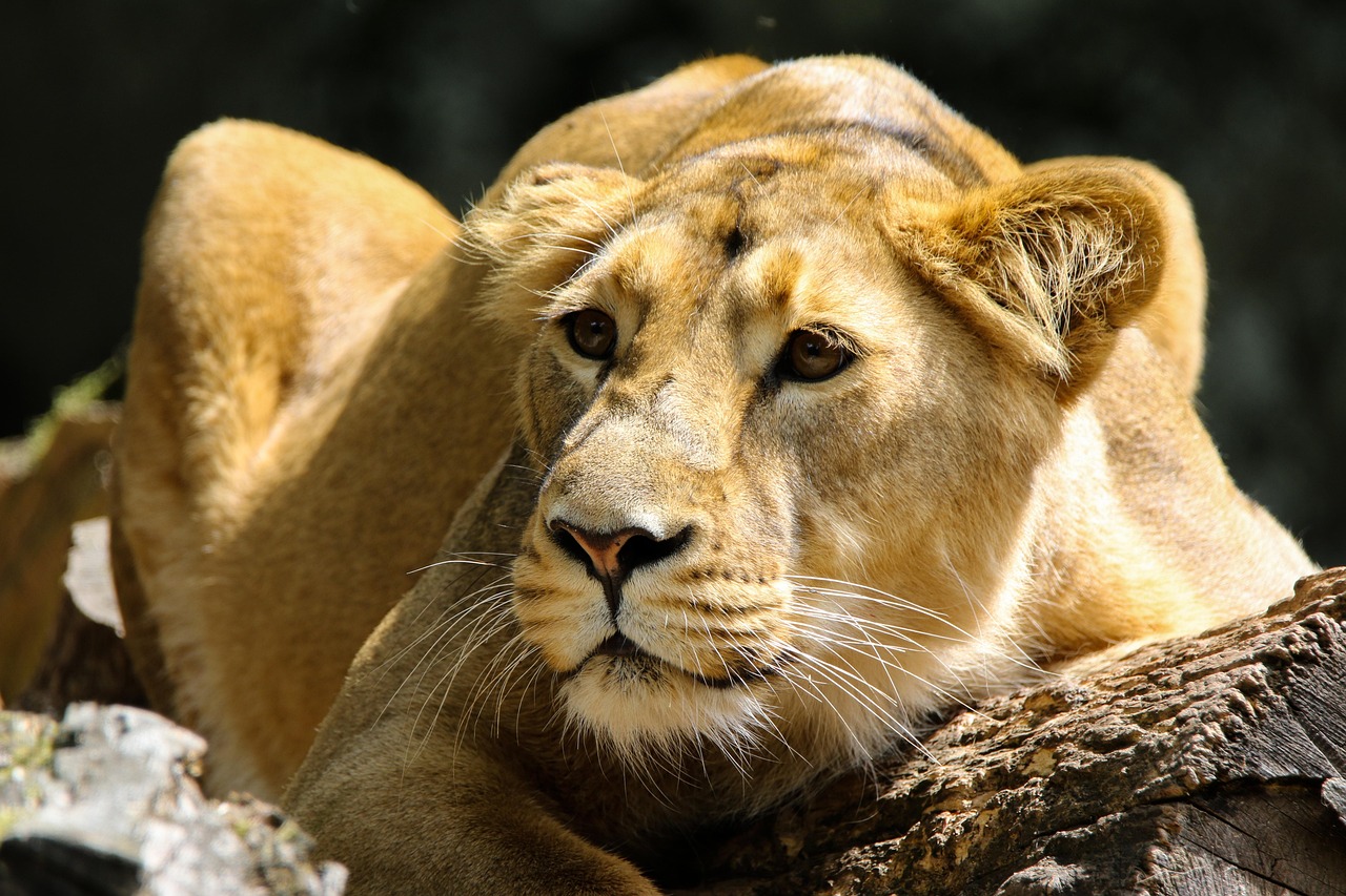 Lions: The King of Beasts Becomes the Coward of the Savanna (image credits: pixabay)