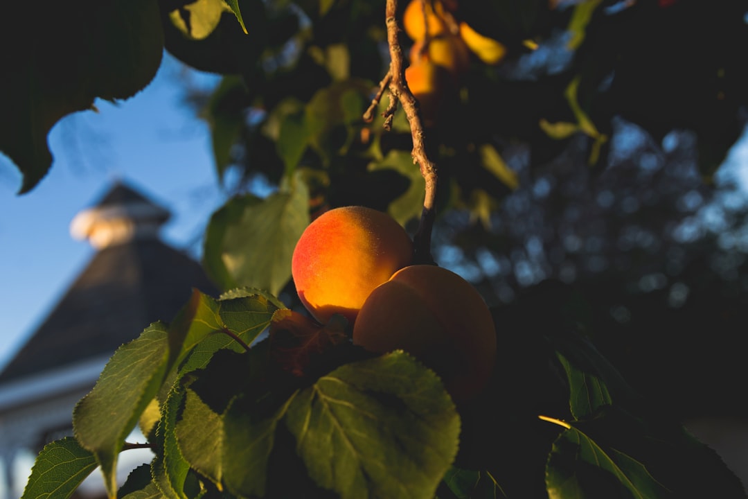 Other States Are Stealing Georgia's Market Share (image credits: unsplash)