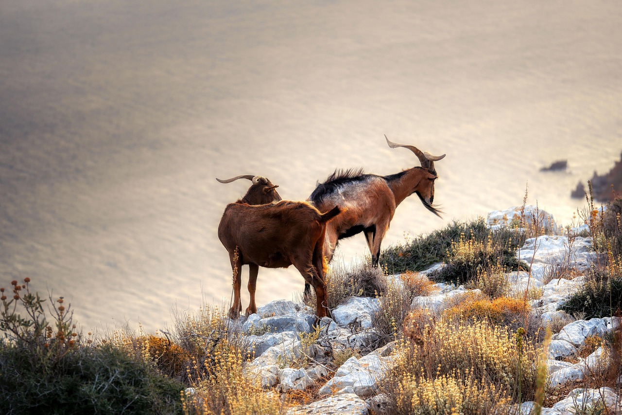 Capricorn: Building Courage Through Disciplined Action (Image Credits: Pixabay)