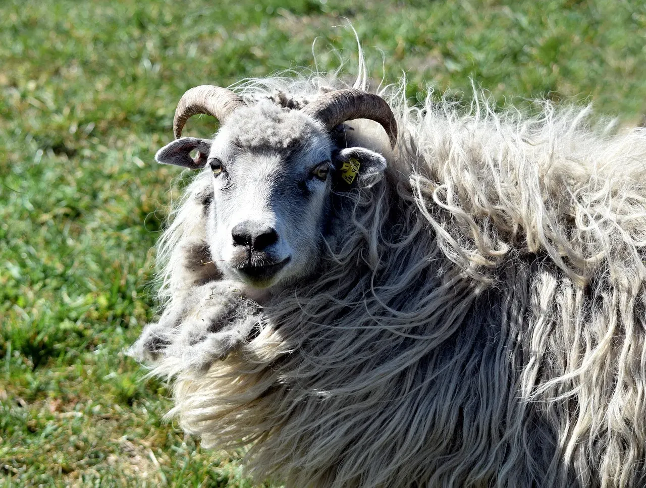 Aries: The Ram Ready To Charge Forward (Image Credits: Pixabay)