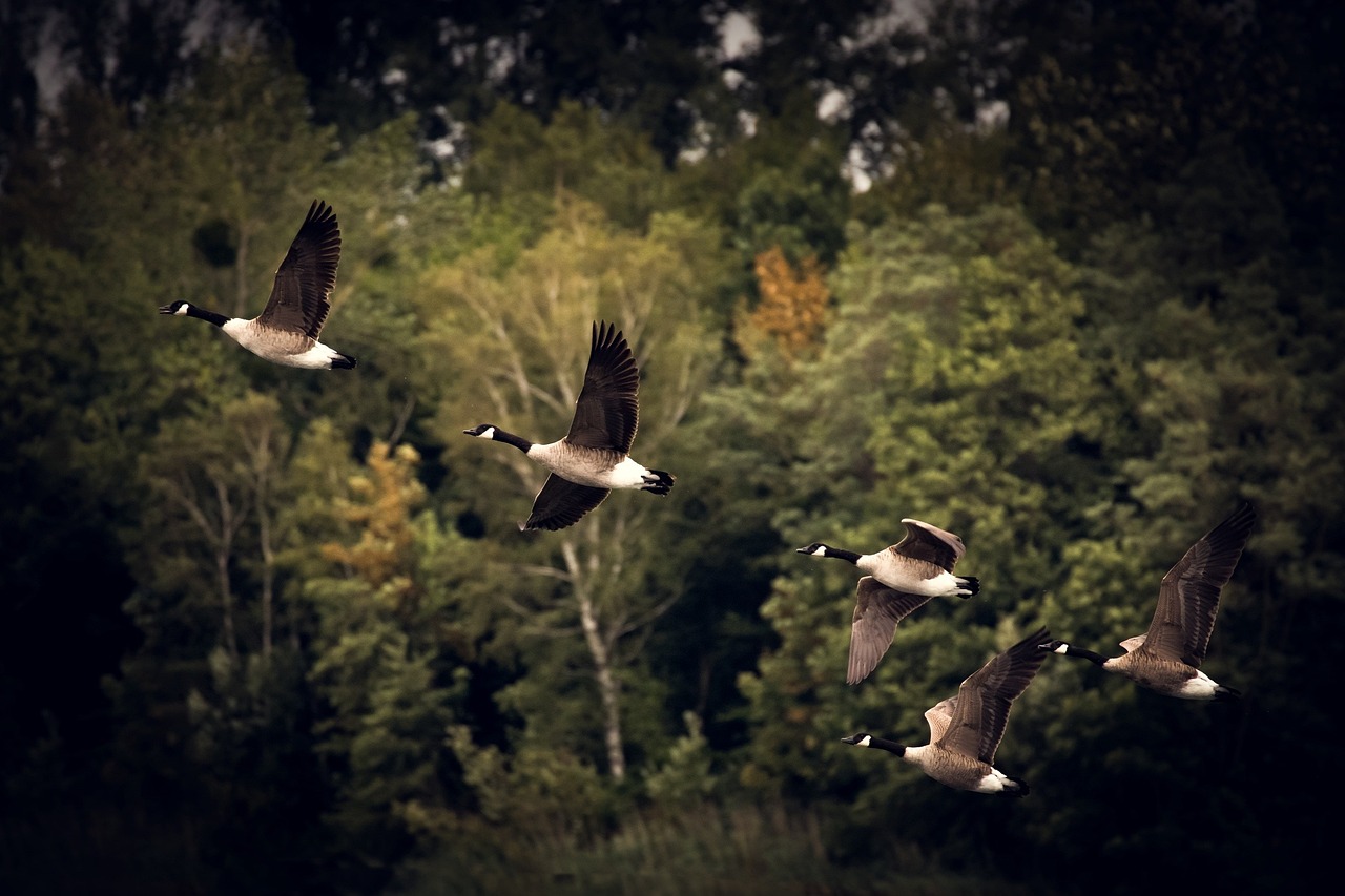 Where Are They Going?