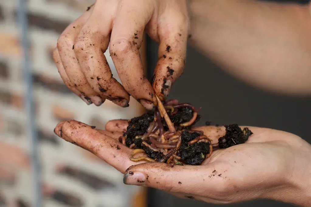 Virgo: Vermicomposting for the Perfectionist (Image Credits: Flickr)