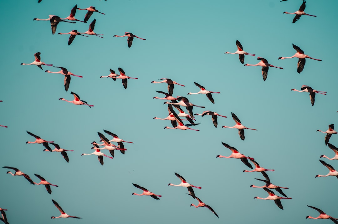 Best-Kept Secrets for Experiencing the Migration (image credits: unsplash)