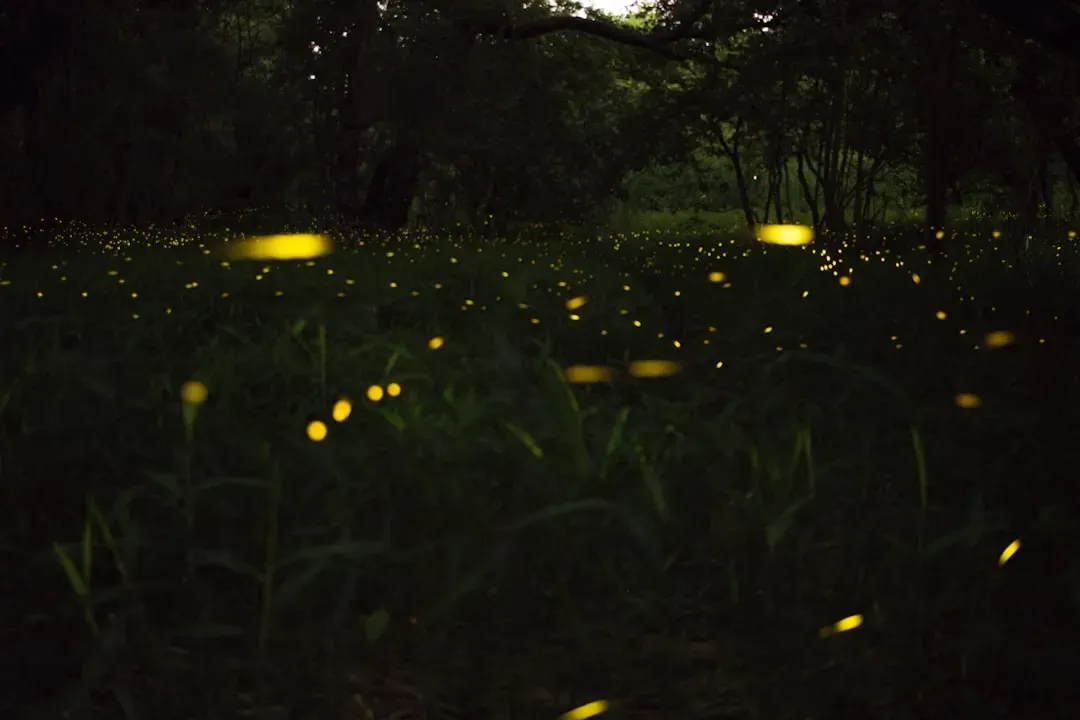 Glowing Insects Spark Two Main Descriptions (Image Credits: Unsplash)
