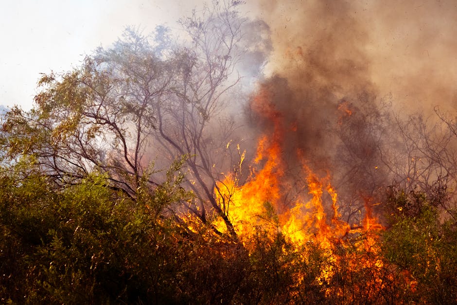 Climate Change and Natural Disasters: A Double Whammy (image credits: pexels)