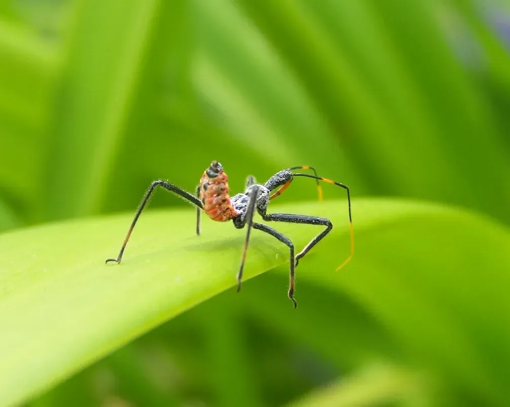 Eliminating Chemical Pesticides (Image Credits: Flickr)