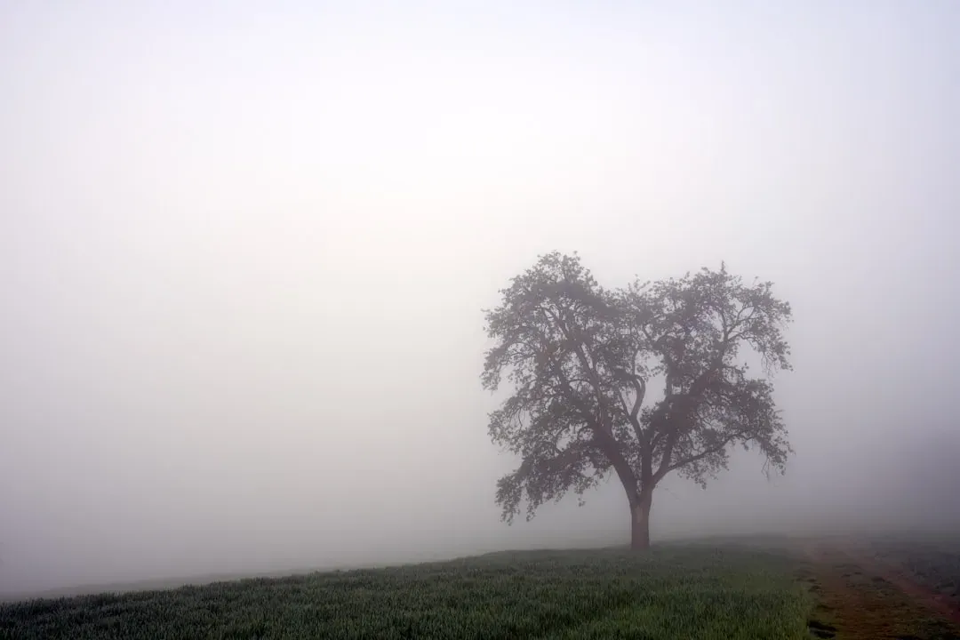 Pisces: The Fog Lifts, Dreams Ignite (Image Credits: Unsplash)