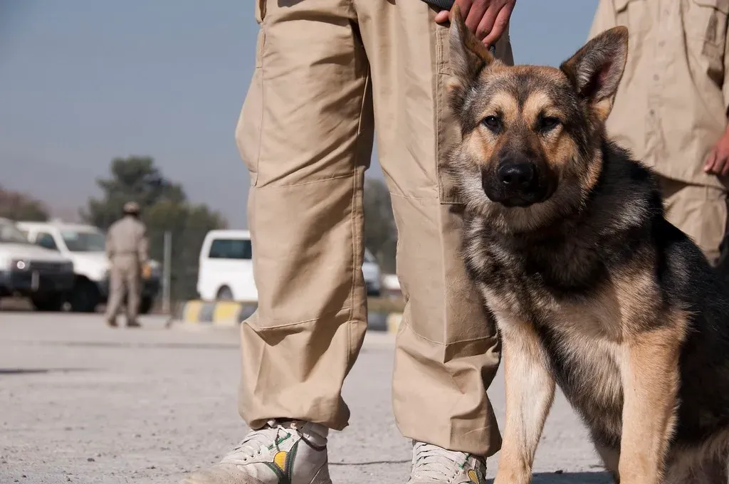 Passenger Screening Canines Explained (NATO Training Mission-Afghanistan, Flickr, CC BY-SA 2.0)