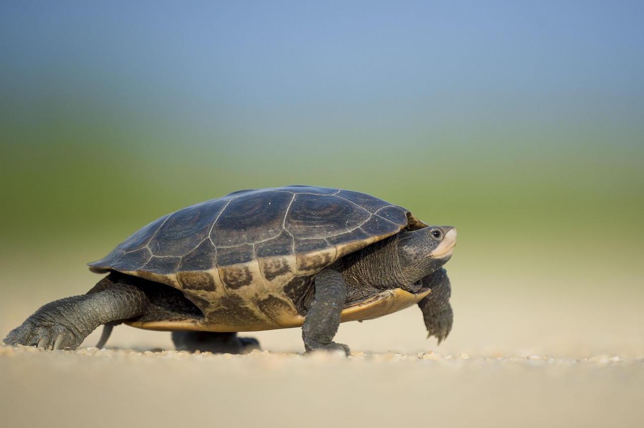 The Conservation Response That's Breaking Records (image credits: pixabay)