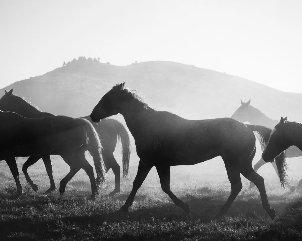 The Roundup Controversy (image credits: rawpixel)
