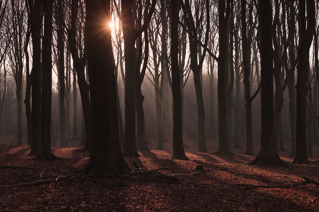 Sundown Wild Forest's Endless Possibilities (image credits: unsplash)
