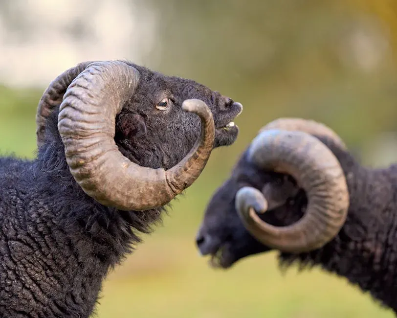 Capricorn's Discipline Earns Aries' Respect (Image Credits: Pexels)