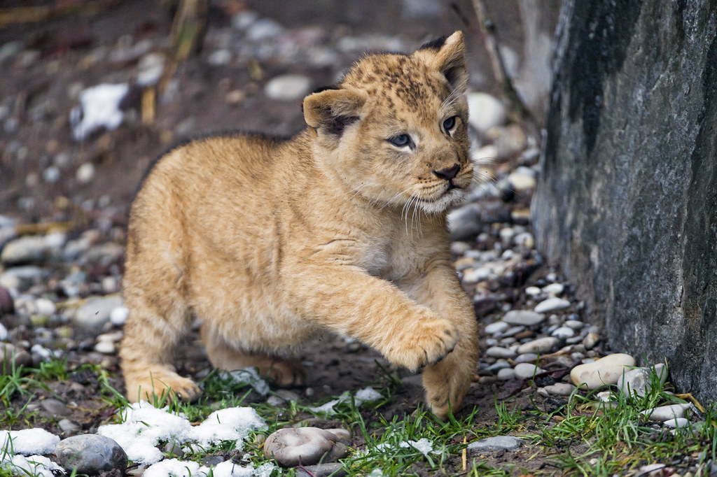Big Cats: Tigers and Mountain Lions Running Scared (image credits: flickr)