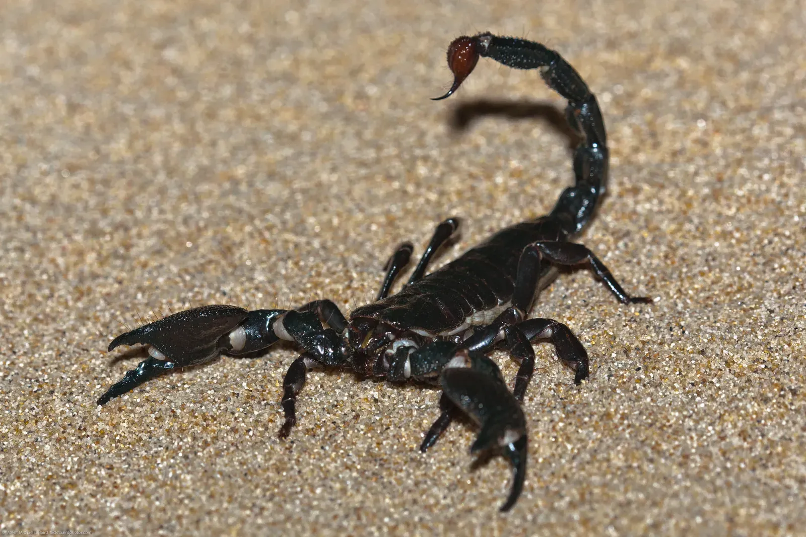 Scorpio (Flickr: emperor scorpion or imperial scorpion (Pandinus imperator), CC BY 2.0)