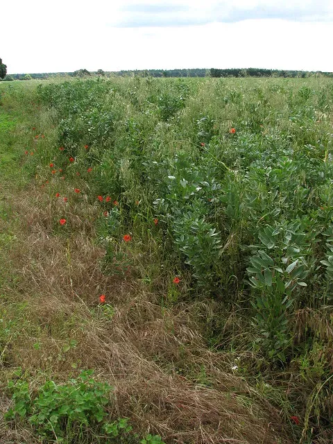 Lentils: Soil-Fixing Protein Boost (From geograph.org.uk, CC BY-SA 2.0)