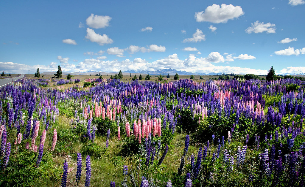 Native Plant Landscaping Incentives Expand Statewide (image credits: flickr)